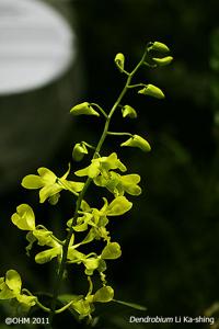 Dendrobium Li Ka-shing