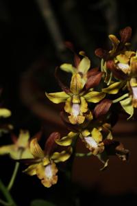 Dendrobium Zhou Xun