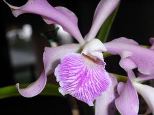 Cattleya Little Lars