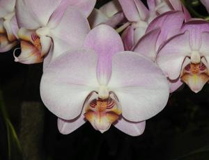 Phalaenopsis Pink Peace