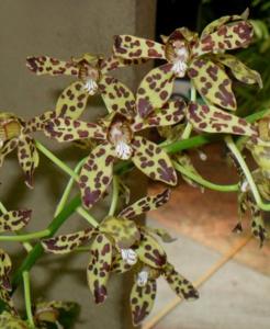 Grammatophyllum Broga Tiger