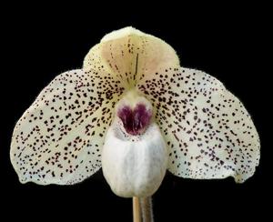 Paphiopedilum Memoria Margarite Ringler