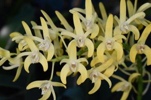 Dendrobium Henk Vandenberg