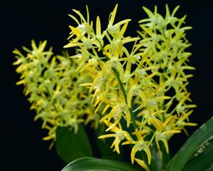 Dendrobium Henk Vandenberg