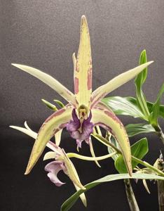 Dendrobium Fromelles