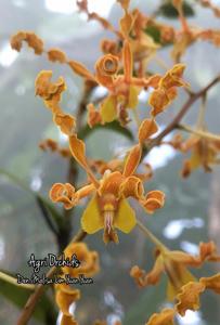 Dendrobium Malisa Lim Yuan Yuan