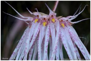Bulbophyllum OHM Princess Crown