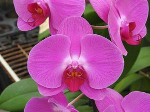 Phalaenopsis Unimax Cinderella