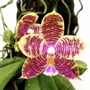 Phalaenopsis Jessie Ang