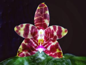 Phalaenopsis Jessie Ang