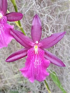 Miltonia Wine Leopard FCA