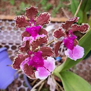 Trichocentrum Ollie Palmer