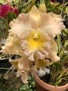 Rhyncholaeliocattleya Robert Palmer