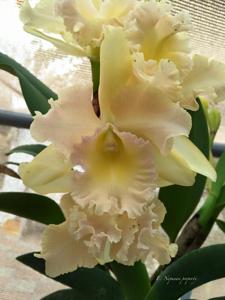 Rhyncholaeliocattleya Robert Palmer