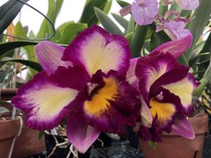 Rhyncholaeliocattleya Hsinying Mini Beauty