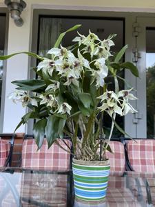 Dendrobium Paul Paquette