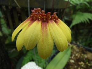 Bulbophyllum Supat Worawongwasu