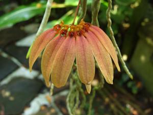 Bulbophyllum Tee Strawberry Cheese Cake