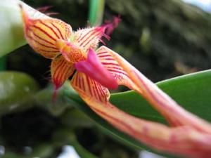 Bulbophyllum Tee Freedom Angle