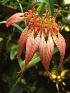 Bulbophyllum Tee Freedom Angle