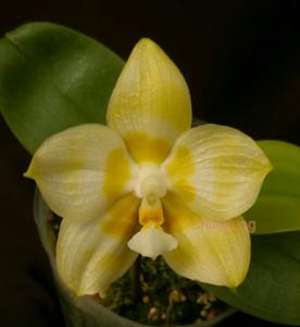 Phalaenopsis Yaphon Gelacea