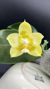 Phalaenopsis Yaphon Gelacea