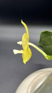 Phalaenopsis Yaphon Gelacea