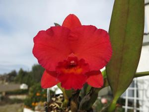 Rhyncholaeliocattleya Louise Clarke