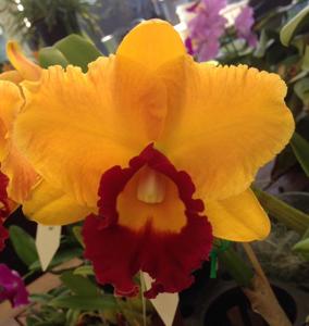 Rhyncholaeliocattleya Gerard Scalia