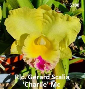 Rhyncholaeliocattleya Gerard Scalia