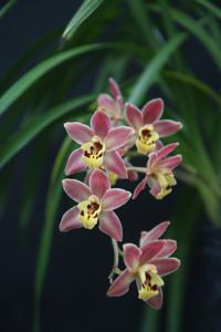 Cymbidium Memoria Thuy-Hong Bui