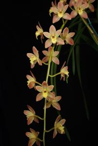 Cymbidium Memoria Thuy-Hong Bui