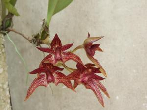 Bulbophyllum Tien Noi Evening Star