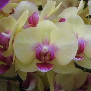 Phalaenopsis P. B. Sunny