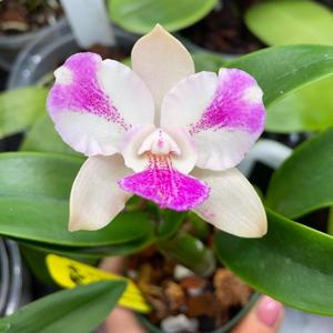 Caulocattleya Ethels Paradise