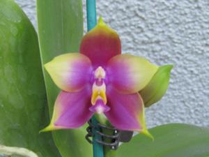 Phalaenopsis Hawaii Dragon Girl