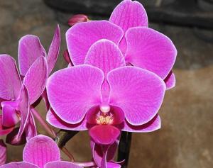 <i>Phalaenopsis</i> Taisuco Invigoration