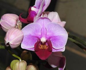 Phalaenopsis Ching Ann Dolly