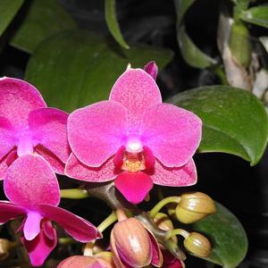 Phalaenopsis Younghome Dorothy