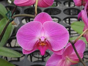 Phalaenopsis Green Field Sweet Valentine