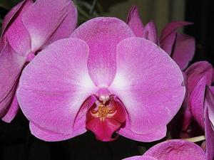 Phalaenopsis Green Field Sweet Valentine