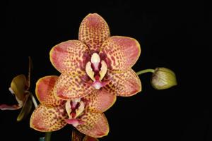 Phalaenopsis Tying Shin Popularity