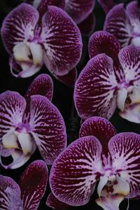 Phalaenopsis Chian Xen Piano