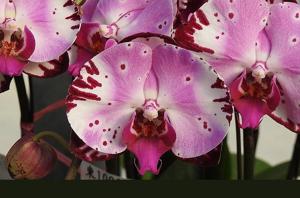 Phalaenopsis Chian Xen Piano