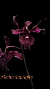 Dendrobium Najib Rosmah