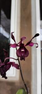 Dendrobium Najib Rosmah