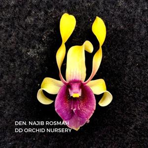 Dendrobium Najib Rosmah