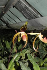 Paphiopedilum Asendorfer Gigant