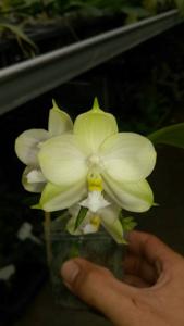 Phalaenopsis Yaphon Skype