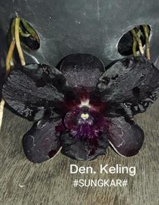 Dendrobium Keling